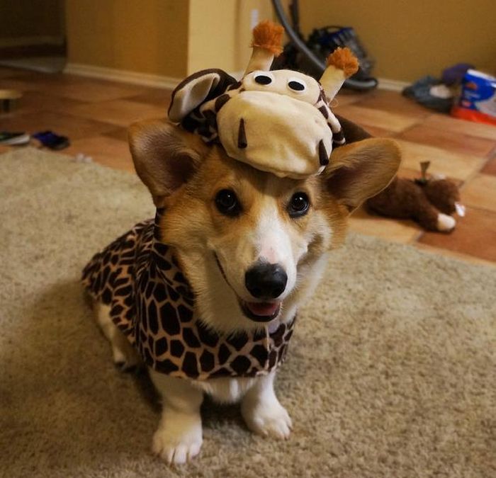 Corgnelius the Corgi (40 pics)