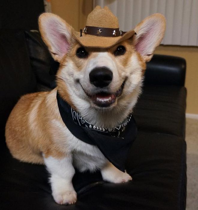 Corgnelius the Corgi (40 pics)