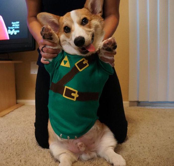 Corgnelius the Corgi (40 pics)