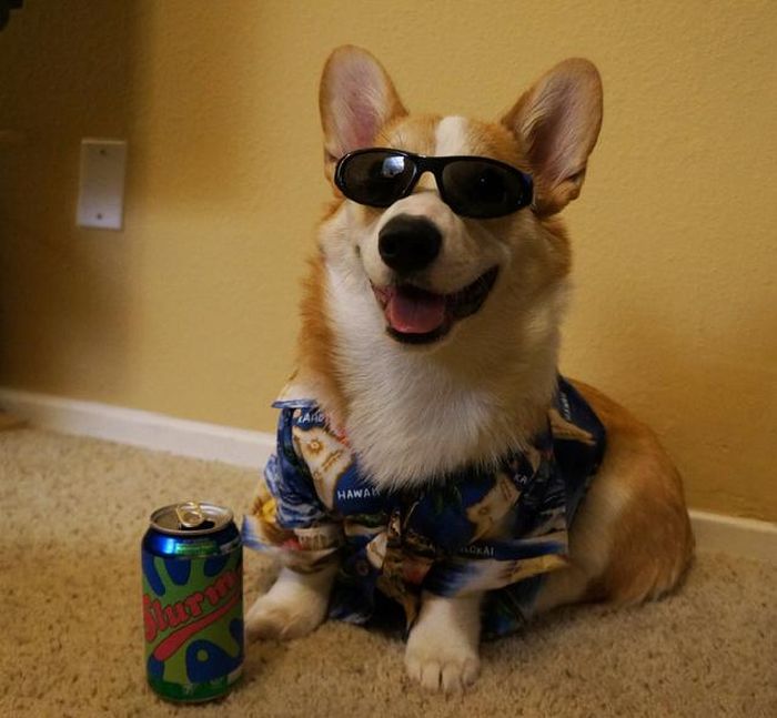 Corgnelius the Corgi (40 pics)