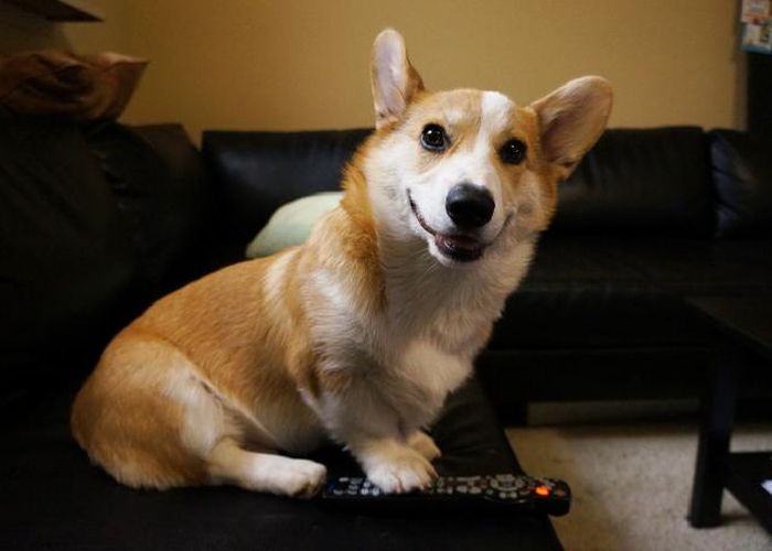 Corgnelius the Corgi (40 pics)