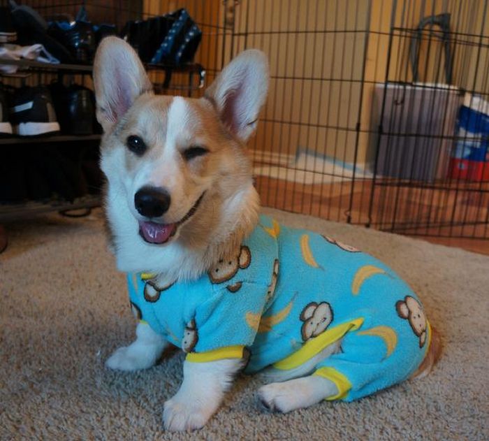 Corgnelius the Corgi (40 pics)