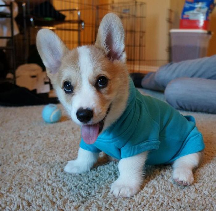 Corgnelius the Corgi (40 pics)