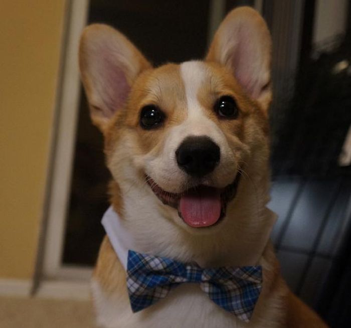 Corgnelius the Corgi (40 pics)