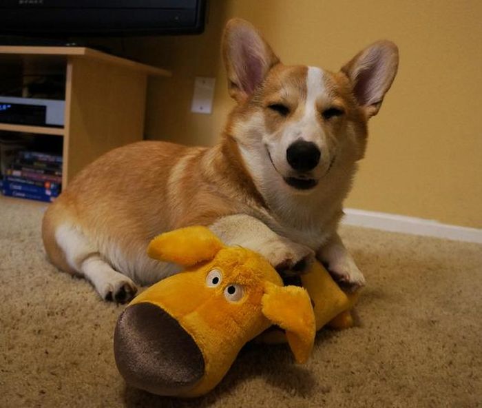 Corgnelius the Corgi (40 pics)