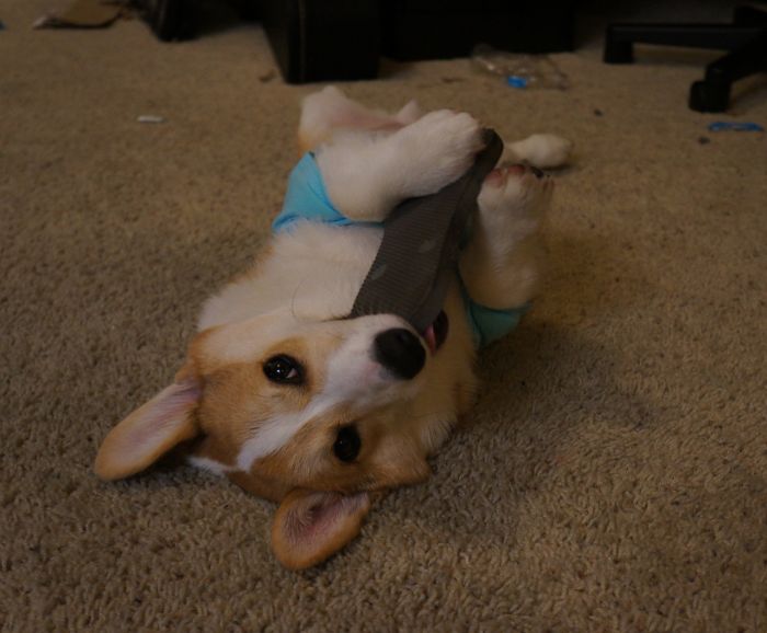 Corgnelius the Corgi (40 pics)