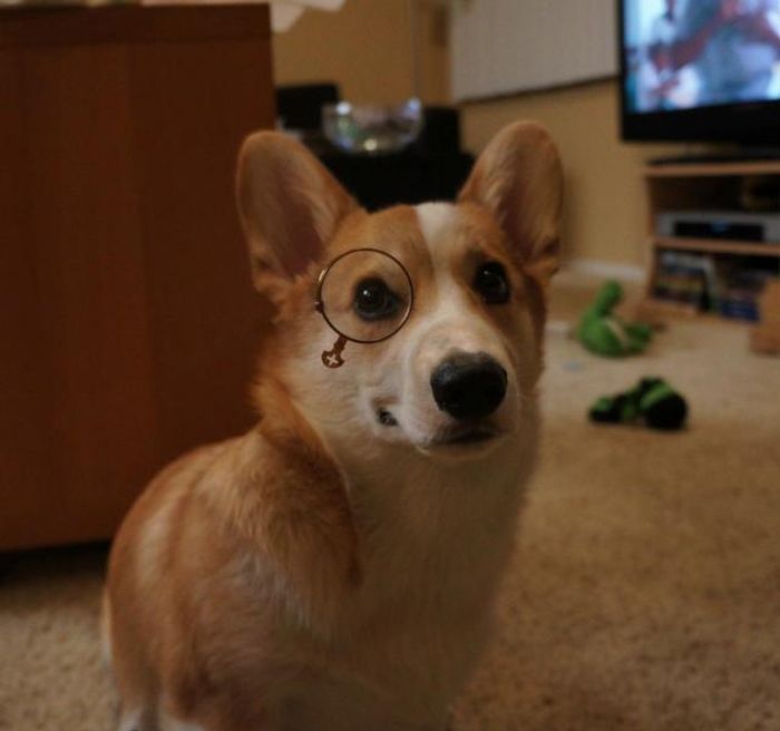 Corgnelius the Corgi (40 pics)