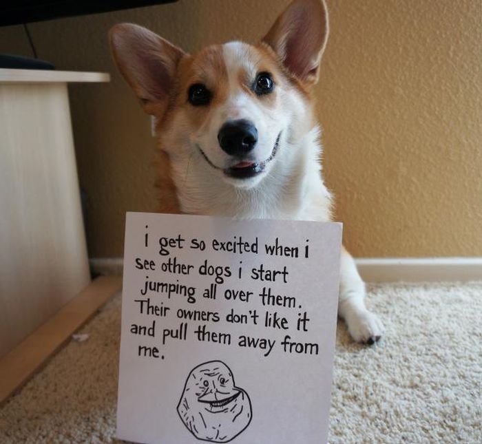 Corgnelius the Corgi (40 pics)