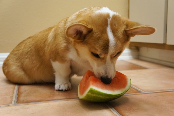 Corgnelius the Corgi (40 pics)