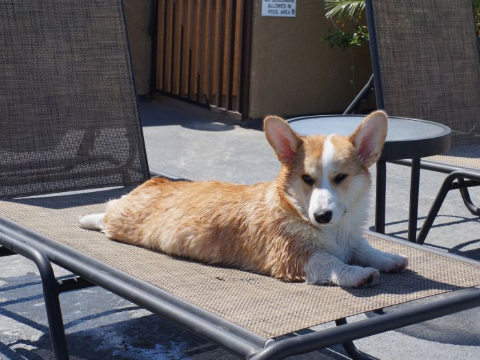 Corgnelius the Corgi (40 pics)