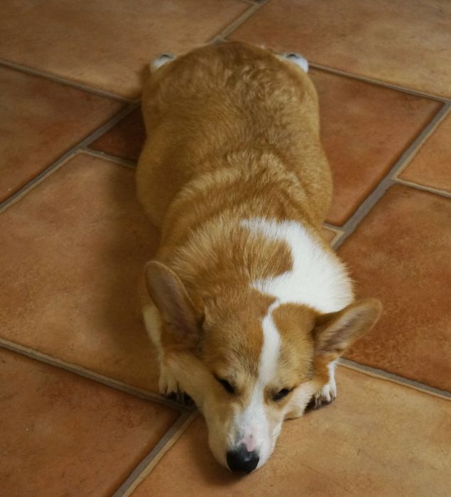 Corgnelius the Corgi (40 pics)