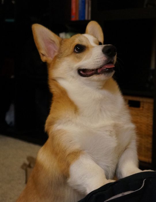 Corgnelius the Corgi (40 pics)