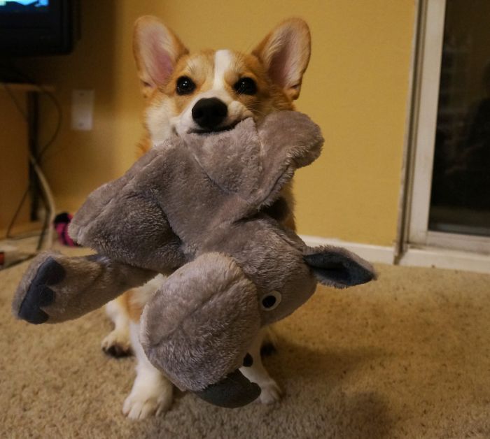 Corgnelius the Corgi (40 pics)