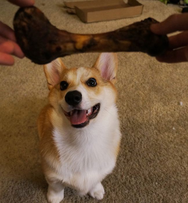 Corgnelius the Corgi (40 pics)