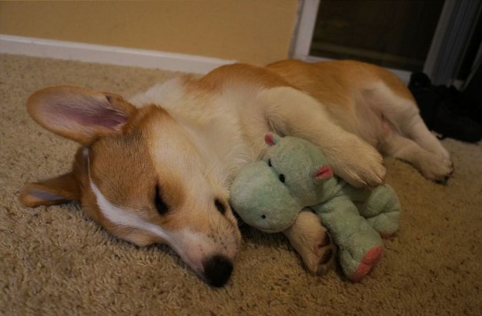 Corgnelius the Corgi (40 pics)