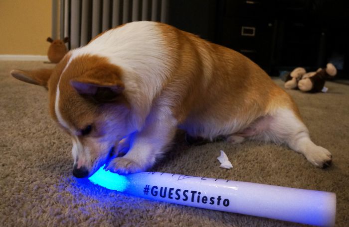 Corgnelius the Corgi (40 pics)