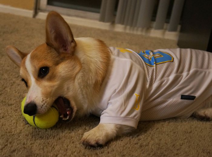 Corgnelius the Corgi (40 pics)