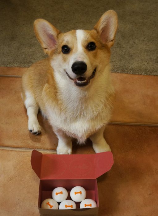 Corgnelius the Corgi (40 pics)