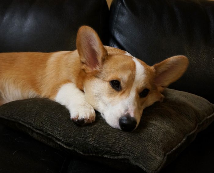 Corgnelius the Corgi (40 pics)