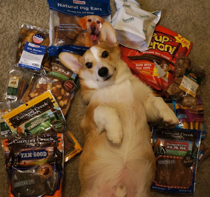 Corgnelius the Corgi (40 pics)