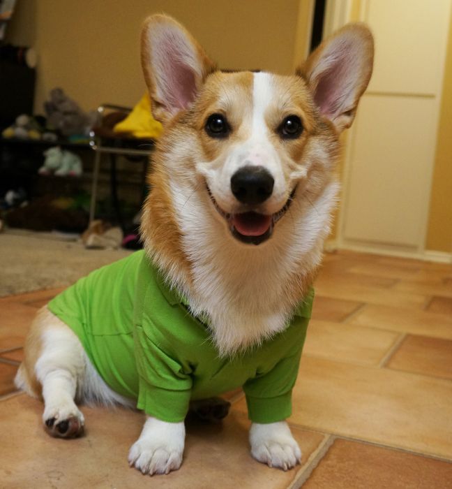 Corgnelius the Corgi (40 pics)