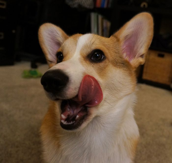 Corgnelius the Corgi (40 pics)