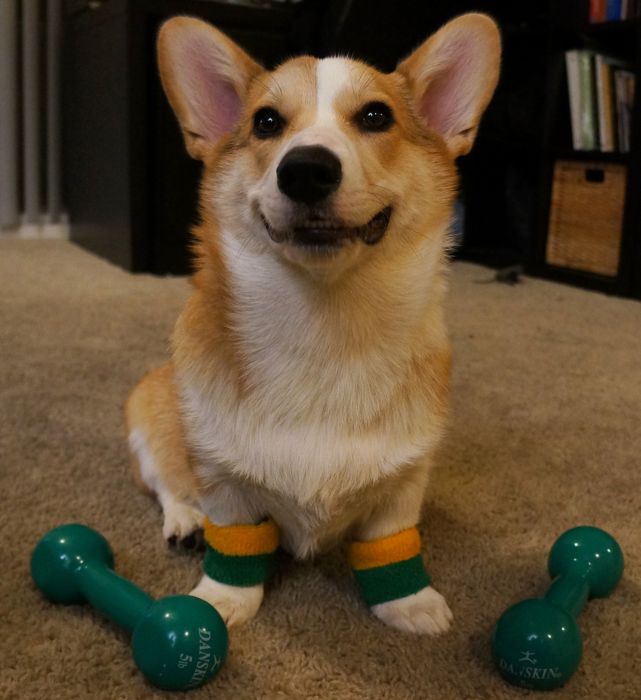 Corgnelius the Corgi (40 pics)