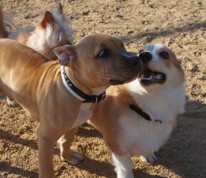 Corgnelius the Corgi (40 pics)