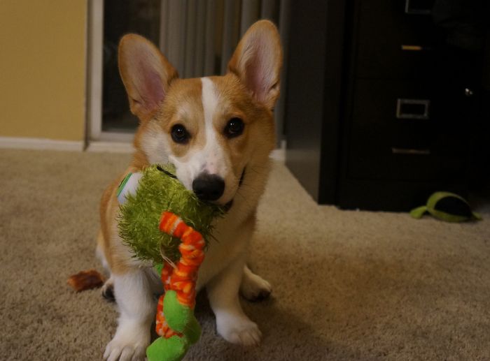 Corgnelius the Corgi (40 pics)