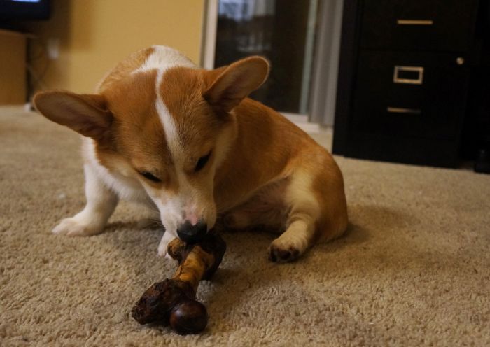 Corgnelius the Corgi (40 pics)