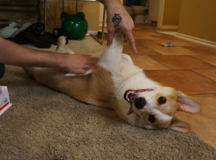 Corgnelius the Corgi (40 pics)