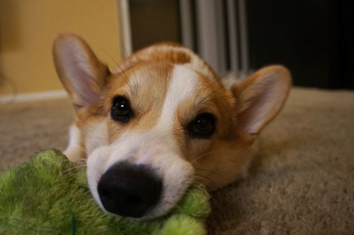 Corgnelius the Corgi (40 pics)