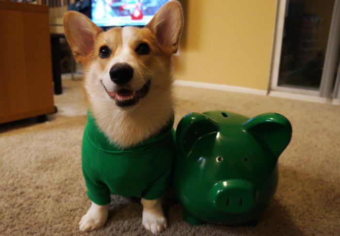 Corgnelius the Corgi (40 pics)