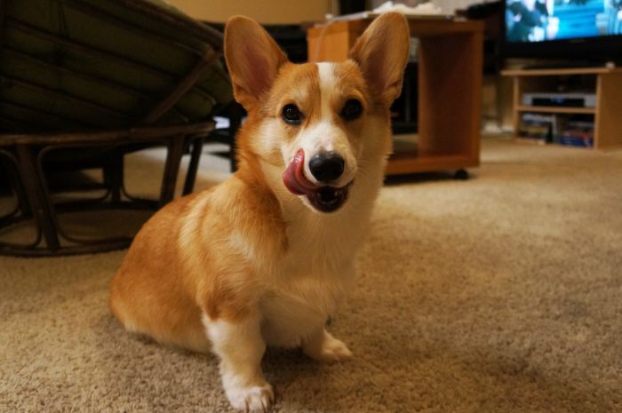 Corgnelius the Corgi (40 pics)