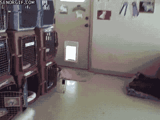 Acid Gifdump (22 gifs)