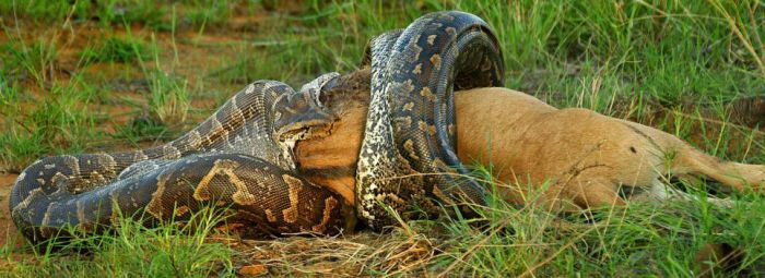 African Python Swallows a Large Prey (7 pics)
