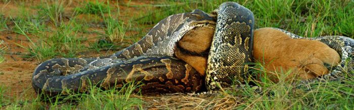 African Python Swallows a Large Prey (7 pics)