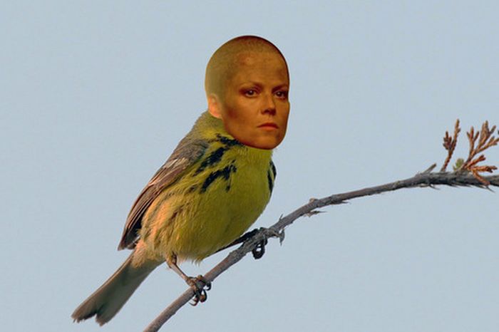 Celebirding (53 pics) Celebirding (53 pics)