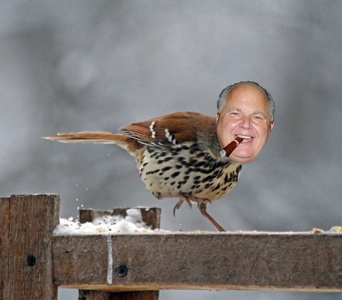 Celebirding (53 pics) Celebirding (53 pics)