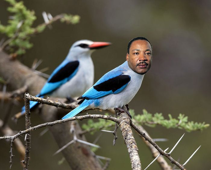 Celebirding (53 pics) Celebirding (53 pics)