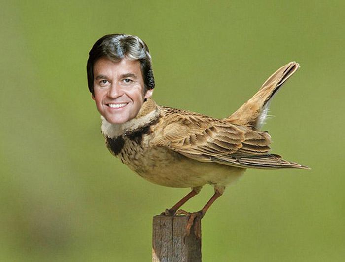 Celebirding (53 pics)