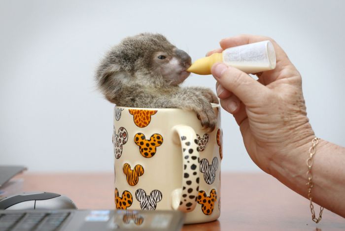 The Cutest Baby Animal Pictures of 2012 (45 pics)