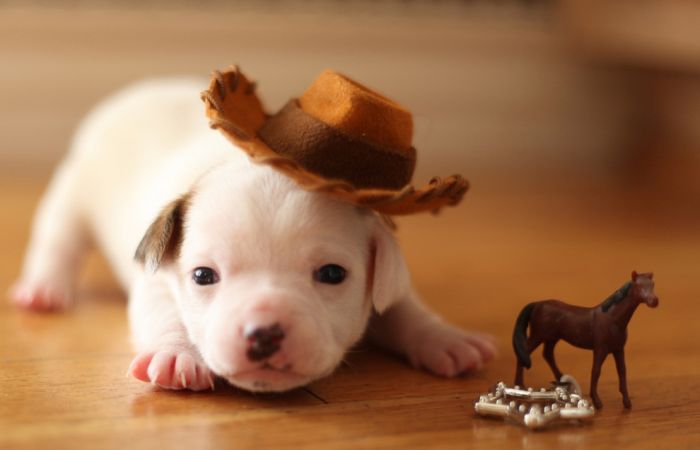 The Cutest Baby Animal Pictures of 2012 (45 pics)