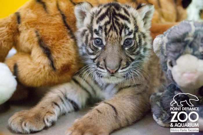 The Cutest Baby Animal Pictures of 2012 (45 pics)