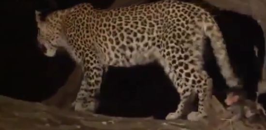Leopard Kills The Monkey and Adopts Its Baby