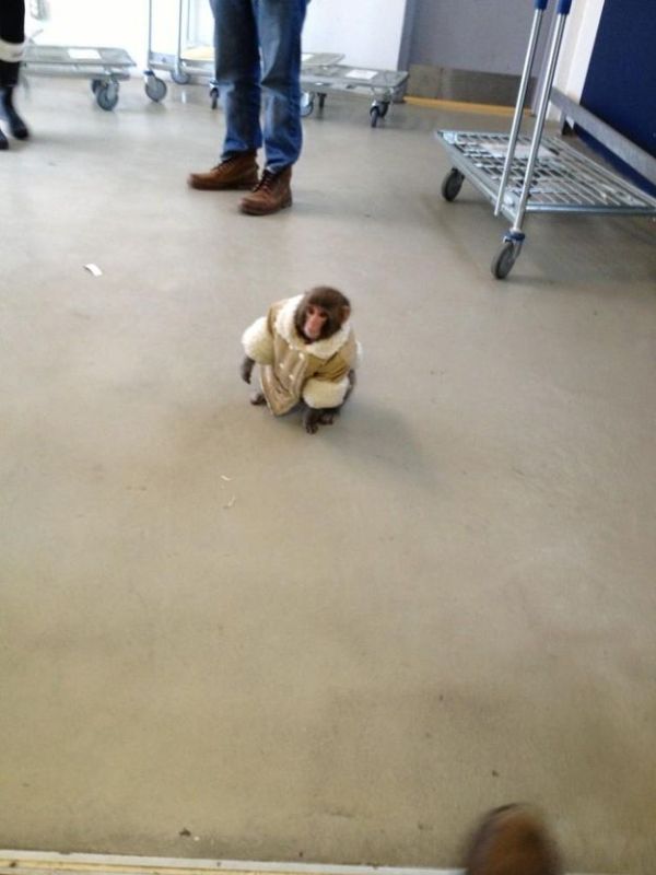 Ikea Monkey (20 pics + video)