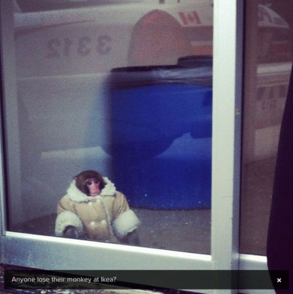 Ikea Monkey (20 pics + video)