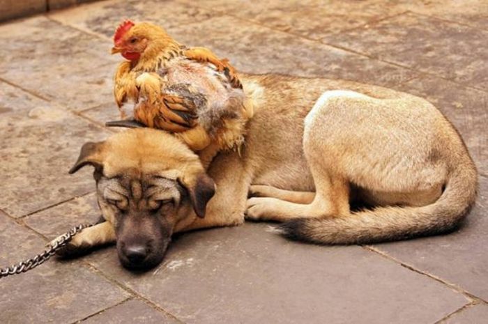 Hen and Dog (6 pics)