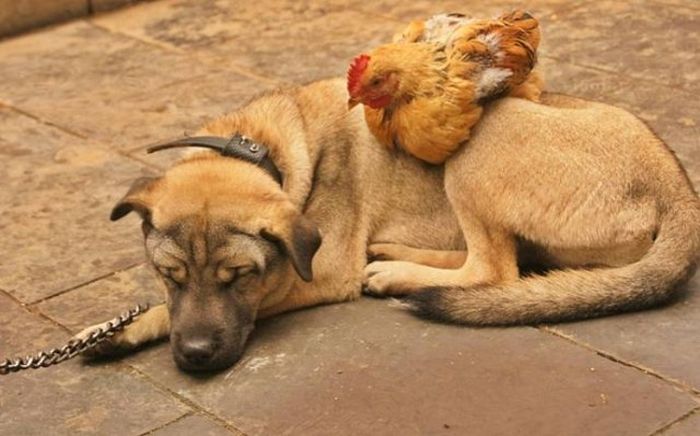 Hen and Dog (6 pics)