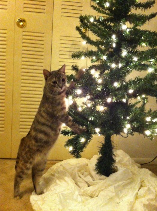 Anti-Cat Christmas Tree (9 pics)